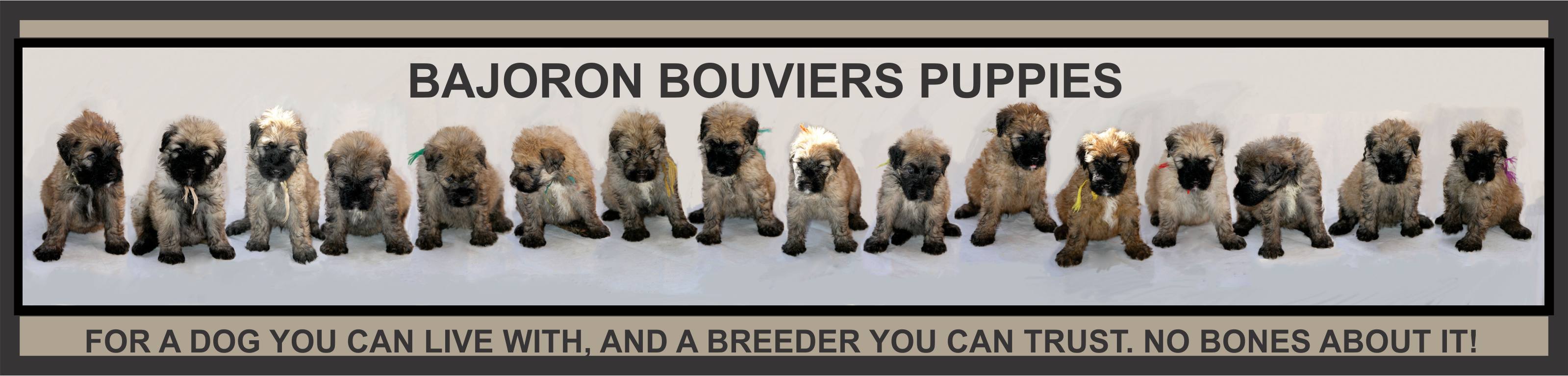 BAJORON BOUVIERS PAST PUPPIES/LITTERS